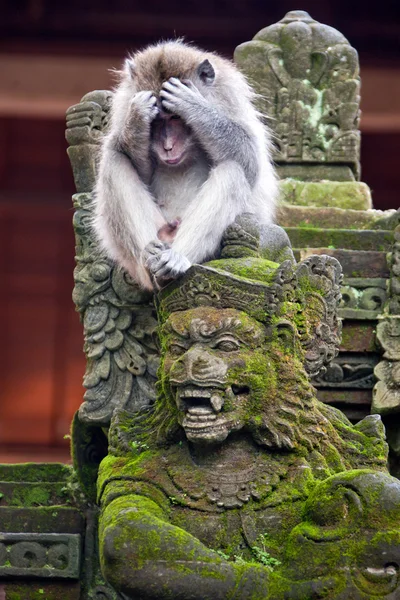 Monkey on a stone sculpture — Stock Photo, Image