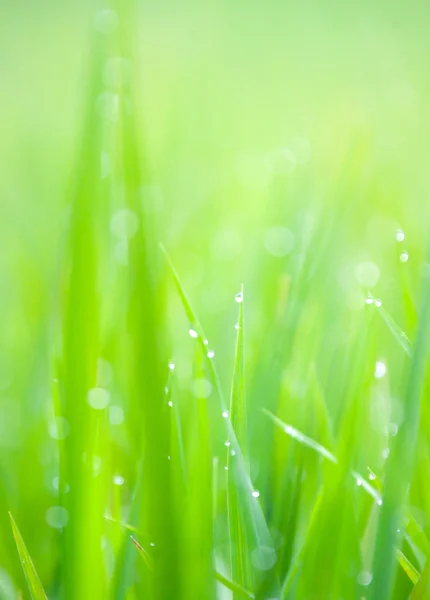 Grass-blades with drops of morning dew — Stock Photo, Image