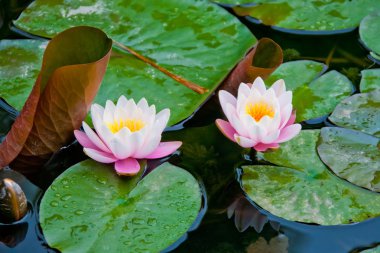 Lotus flowers in the water clipart