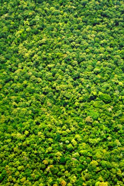 Ağaçlar üstten görünüm doku