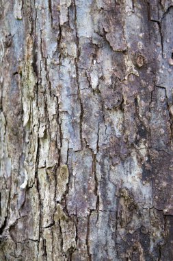 Çam Ağacı Kabuğu DokusuName