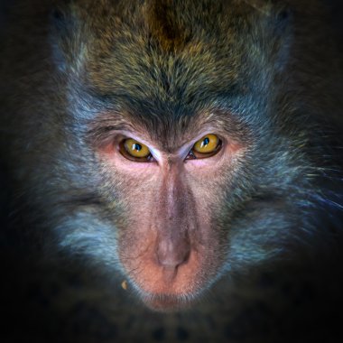 Kötü maymun portre
