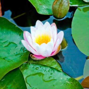 Suda nilüfer çiçeği