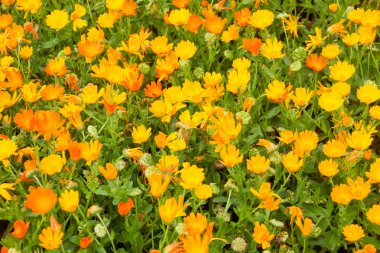 Sarı çiçekler tarlada