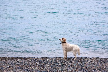 Spaniel köpek açık havada