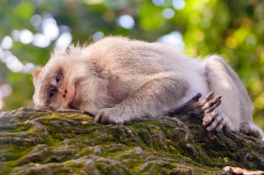 Gülümseyen maymun portre