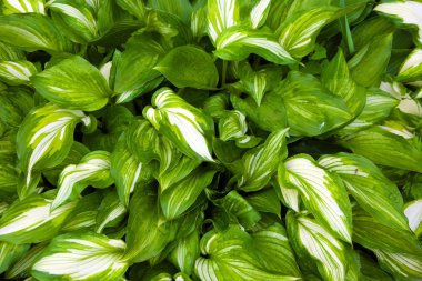 Olağandışı çizgili yeşillik