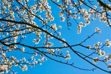 çiçek açan elma ağacı