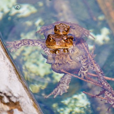 Frogs sitting together clipart