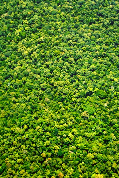 Ağaçlar üstten görünüm doku