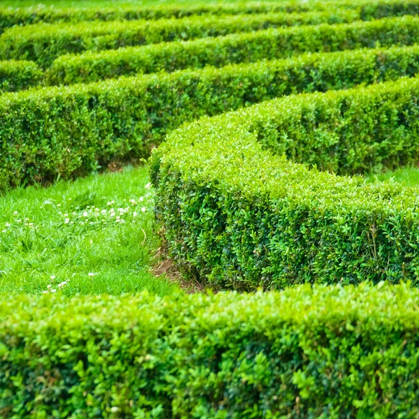 Labirinto de sebe verde — Fotografia de Stock