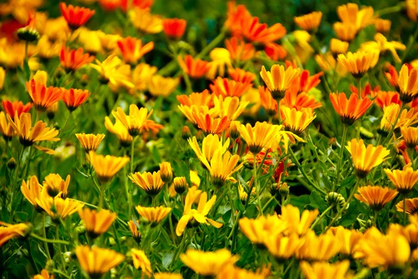 Flowers in the field — Stock Photo, Image