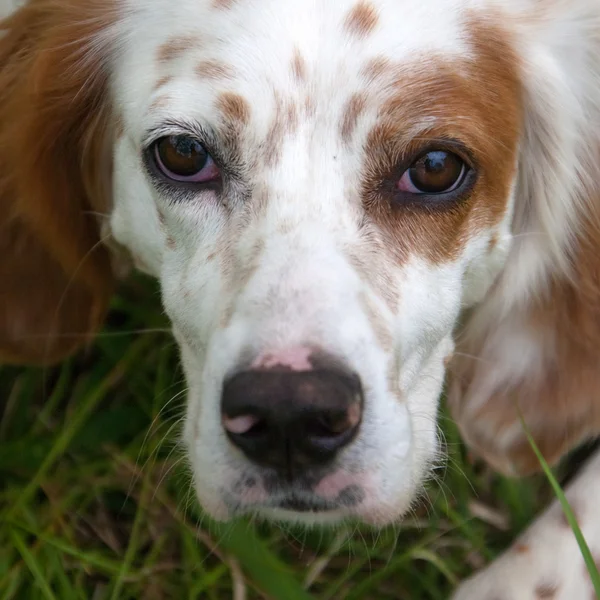 Portrait de chien espagnol — Photo