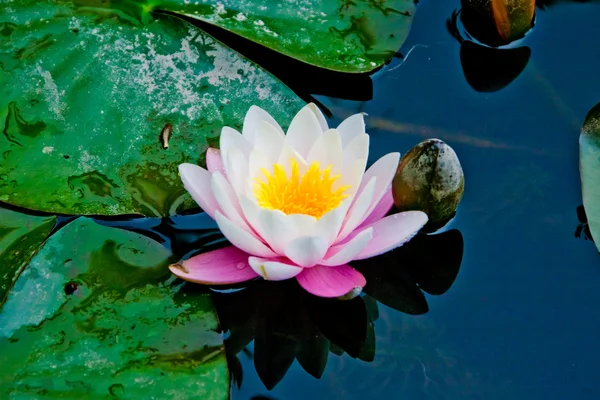 Flor de lótus na água — Fotografia de Stock