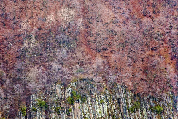 Erken ilkbaharda ağaçlar — Stok fotoğraf