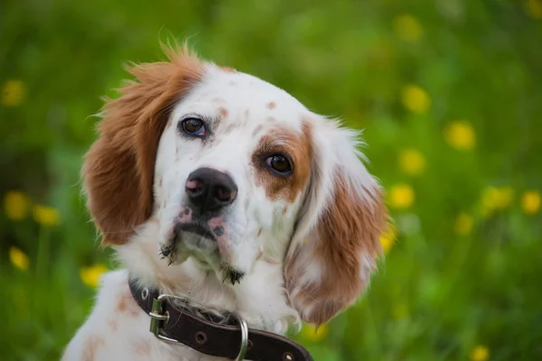 Portrait de chien espagnol — Photo