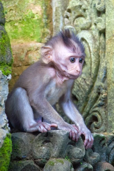 Маленька мавпа дитинча — стокове фото