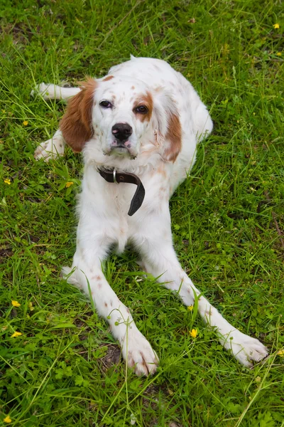 Chien couché espagnol — Photo