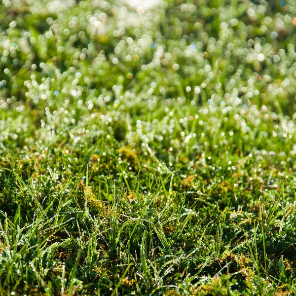 방울과 잔디 — 스톡 사진