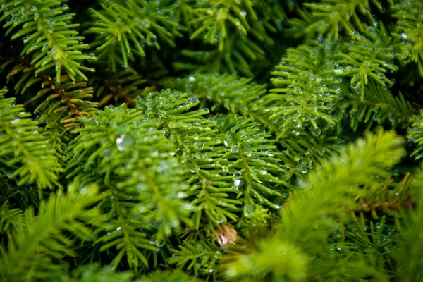 Fir needles with dewdrops — Stock Photo, Image