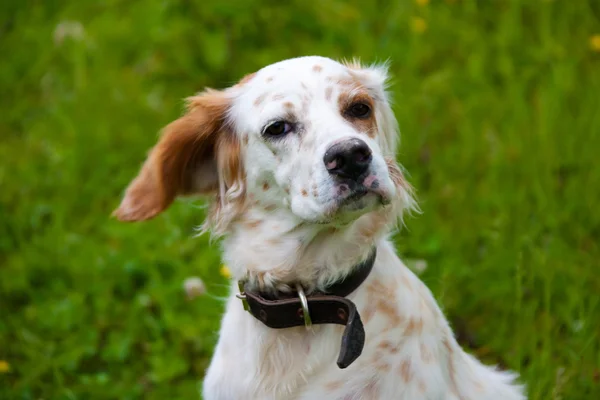 Portrait de chien espagnol — Photo