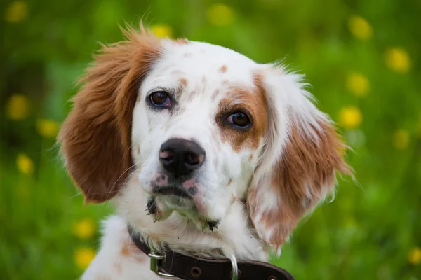 Portrait de chien espagnol — Photo