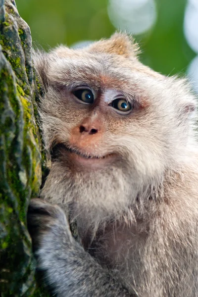 Retrato de macaco sorridente — Fotografia de Stock