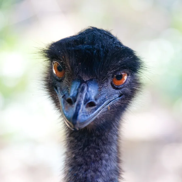 Retrato de avestruz de cerca — Foto de Stock