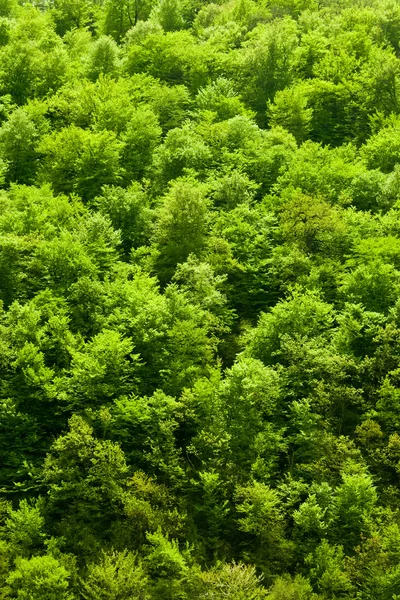 Zielona Góra — Zdjęcie stockowe