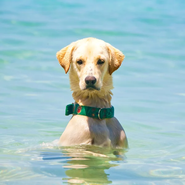 Chien de natation dans la mer — Photo