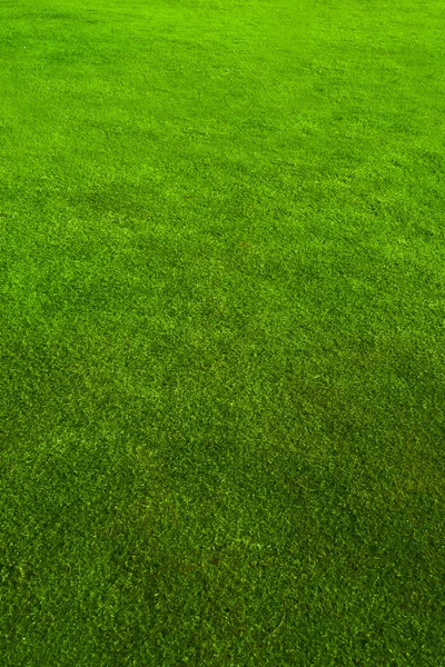 Yeşil kısa yol çimen — Stok fotoğraf
