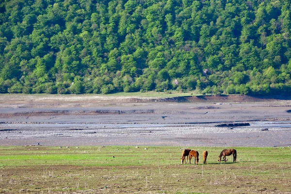 牧草地にいる馬は — ストック写真