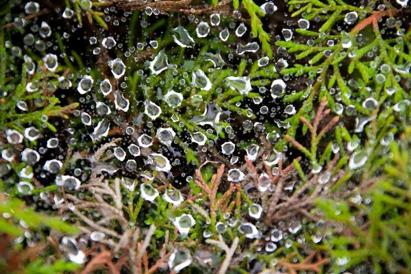 Gotas de rocío de cerca — Foto de Stock