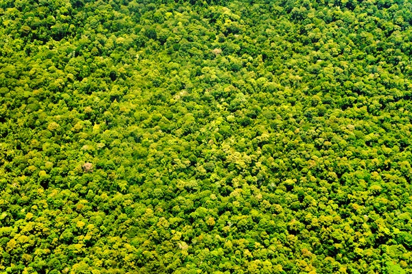 Trees top view texture — Stock Photo, Image