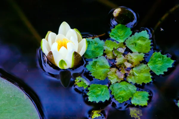 蓮の花を水中に — ストック写真