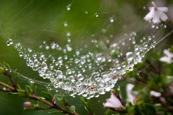 Gotas de rocío de cerca — Foto de Stock