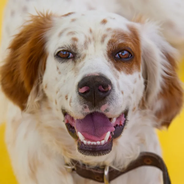 Portrait de chien espagnol — Photo