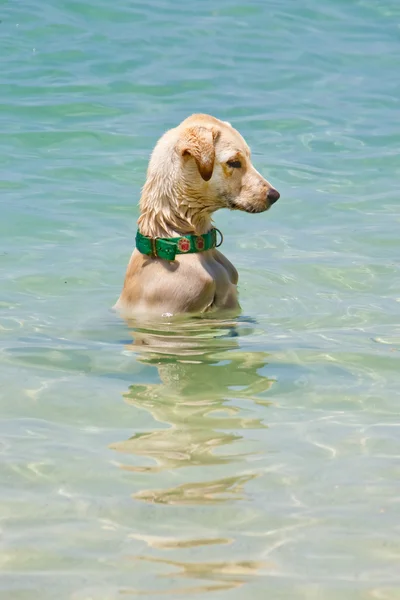 Perro nadador en el mar —  Fotos de Stock