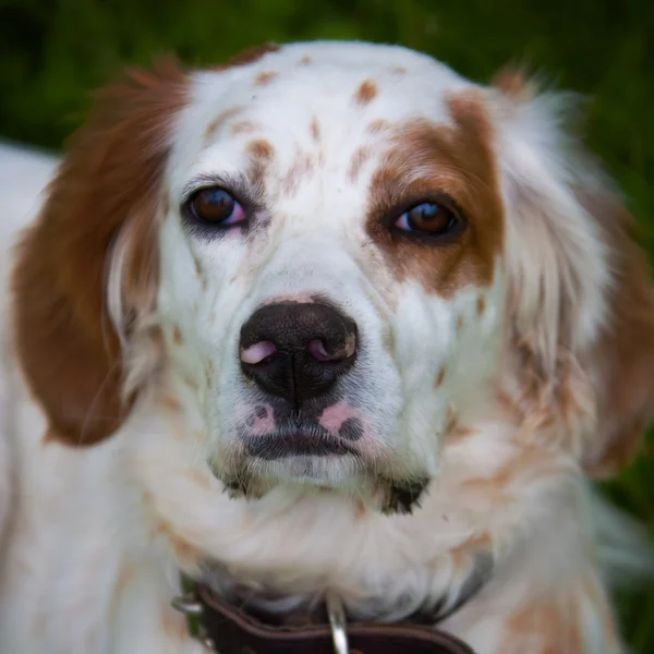 Portrait de chien espagnol — Photo