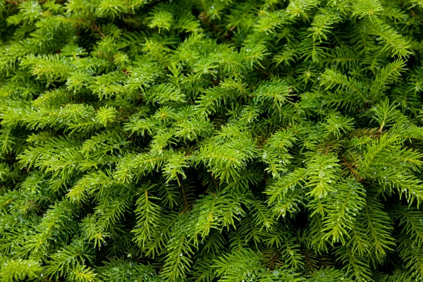 Fir needles with dewdrops — Stock Photo, Image