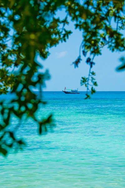 Sea behind the tree — Stock Photo, Image