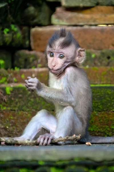 Lachende aap cub portret — Stockfoto