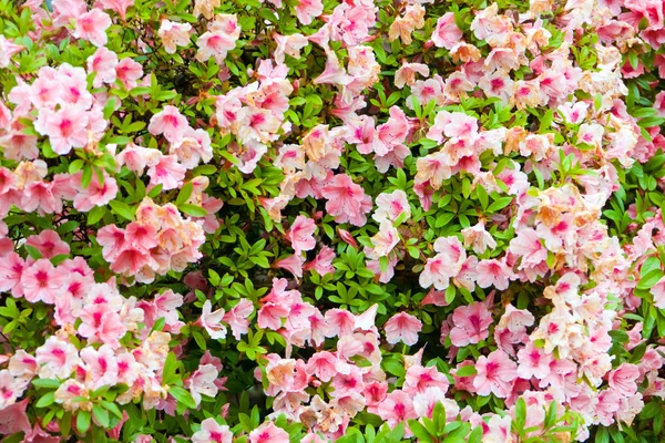 Pink rhododendron bush — Stock Photo, Image