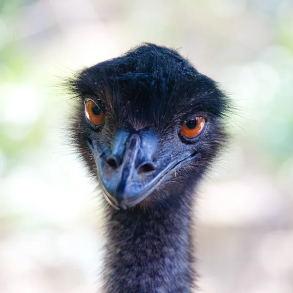 Ostrich portrait close up Stock Photo