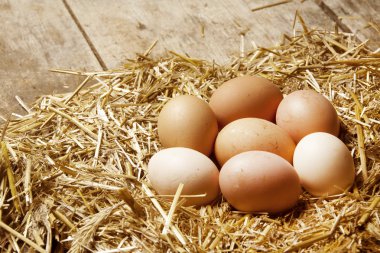 saman bir yuvadaki yumurta