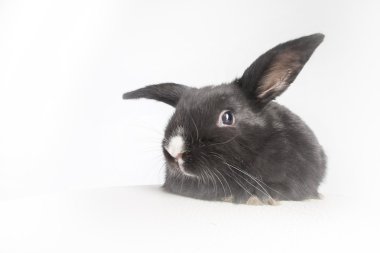 Küçük kabarık siyah tavşan
