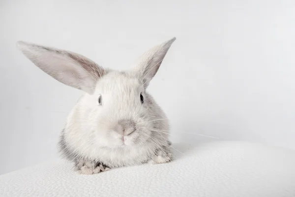 Kaninchen auf weiß — Stockfoto