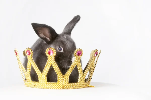 Little rabbit in a crown — Stock Photo, Image