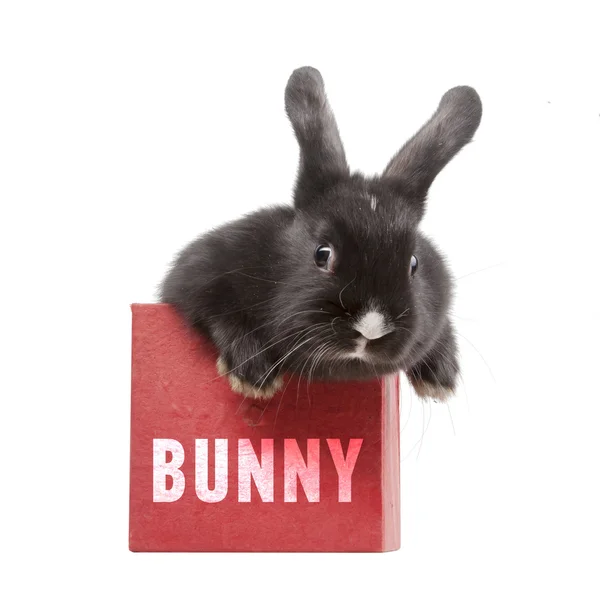 Little rabbit in a red box — Stock Photo, Image