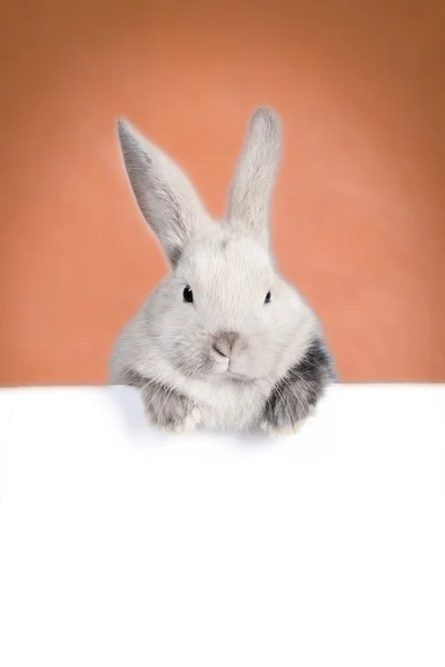 Mały króliczek i pusty płyta — Zdjęcie stockowe